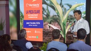 Syngenta Uruguay presentó la pieza clave para el manejo integrado de chicharrita del maíz.