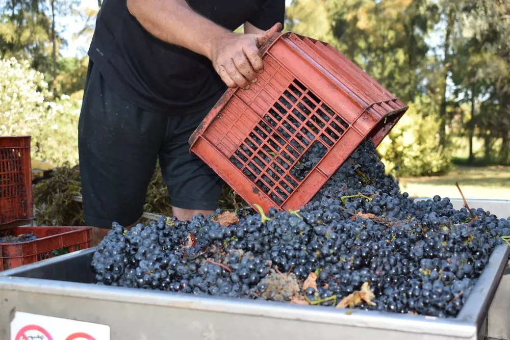 Viticultores: llegó otra vendimia y no han podido vender el vino del año pasado.