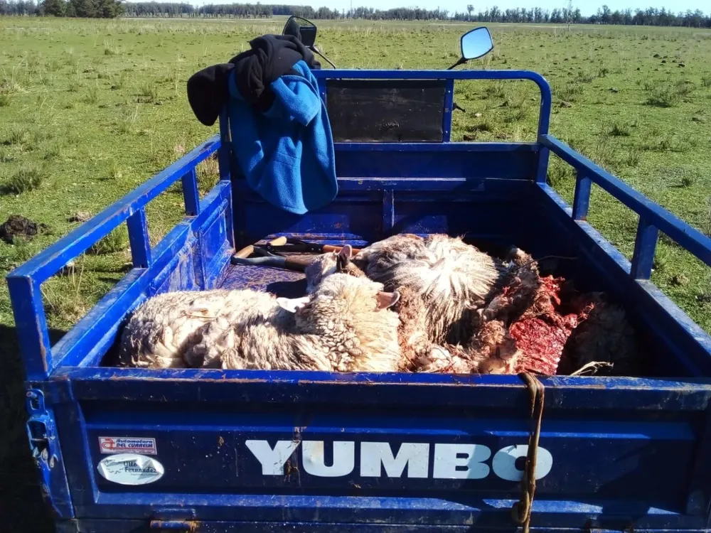 Un trabajo más en varios predios... salir a juntar ovejas muertas tras los ataques de perros.