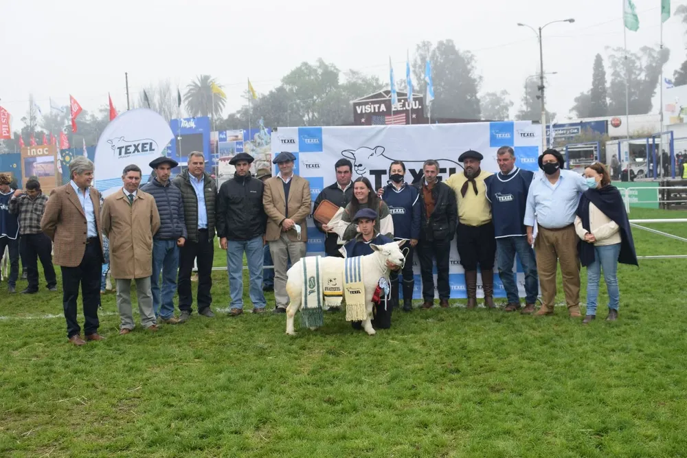Gran Campeón Texel PI.