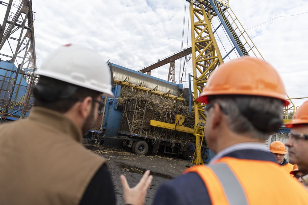 Caña de azúcar: más de 1.000 cañeros trabajan en cada zafra.