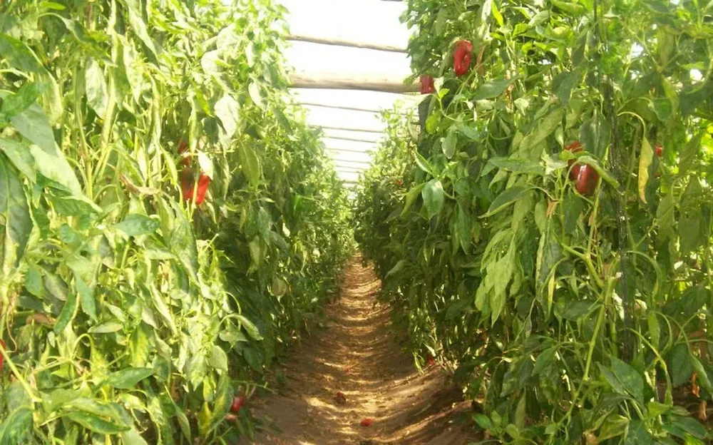 El morrón rojo había registrado ingresos al Mercado Modelo un 25% del total de igual período de 2015