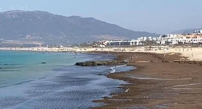 Estado actual de la la playa de Tarifa debido a las algas. @PAAOLAFG