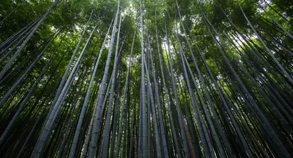 Cinco mitos del bambú en Uruguay