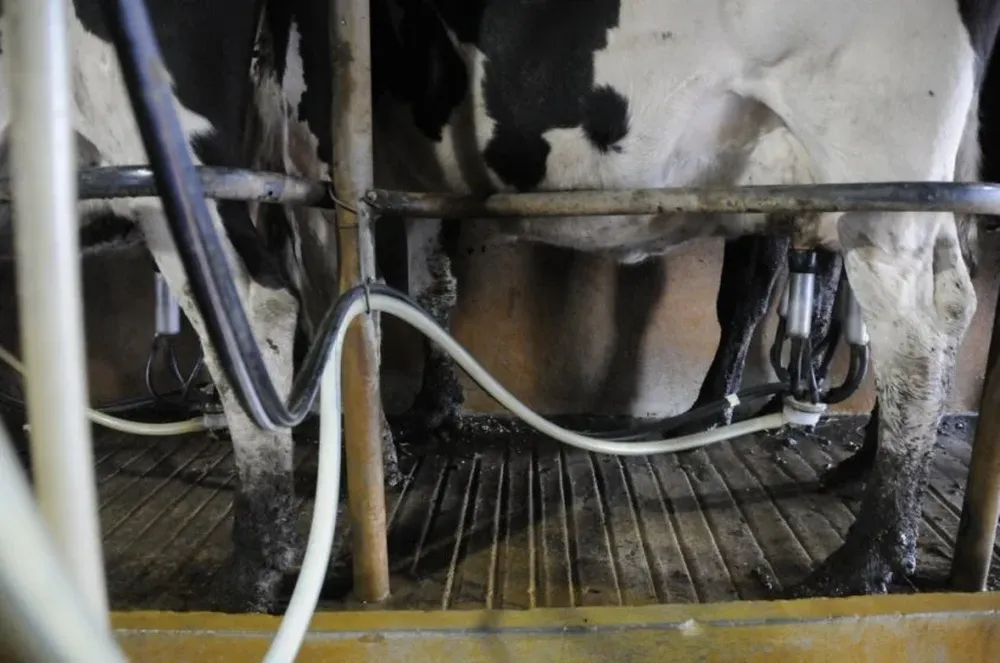 Se estimó en más de 30 mil los litros de leche perdidos en los tambos