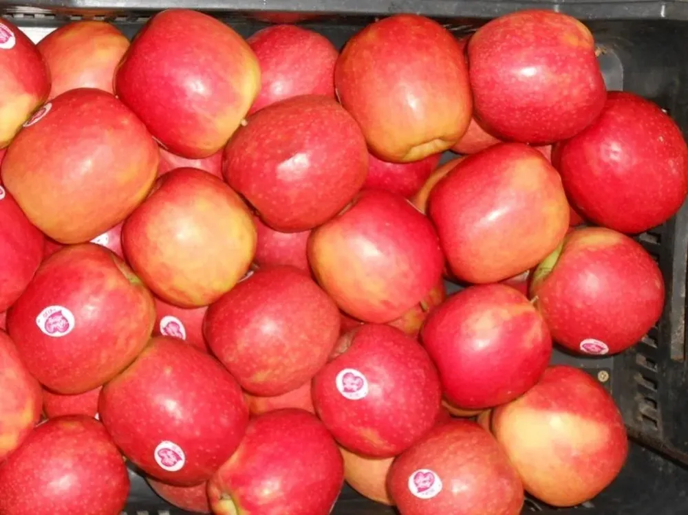 Manzana Crispin, una de las variedades importadas que se ha vendido en los últimos meses en Uruguay