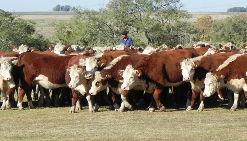 La categoría de vacas está ampliamente ofertada