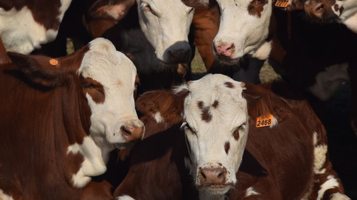 Los números que permiten señalar que la ganadería uruguaya tendrá su despegue en 2027