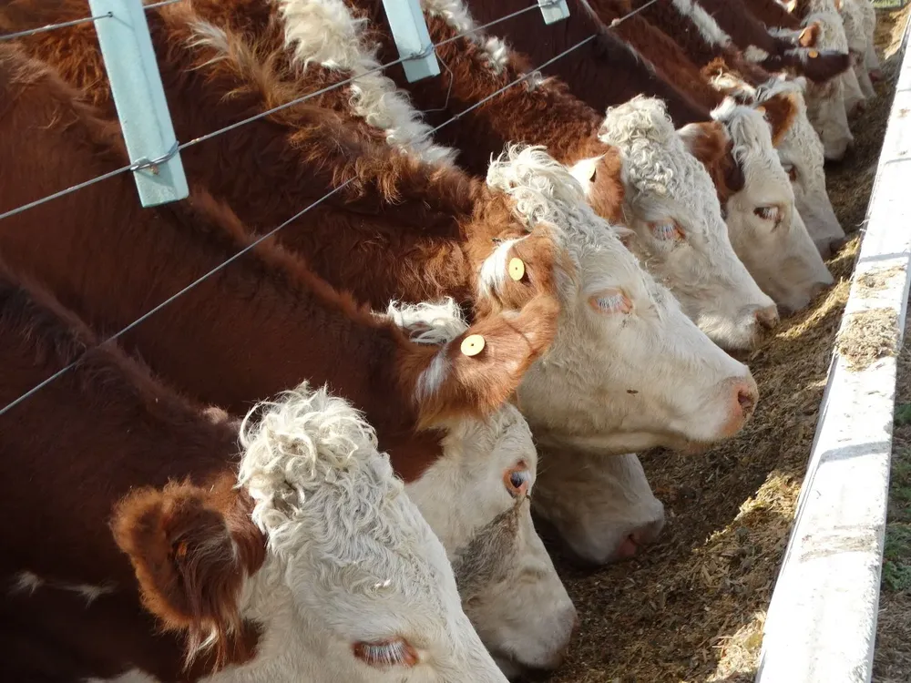 El indicador se actualizó porque cambió el peso promedio de los animales y el valor de los productos.