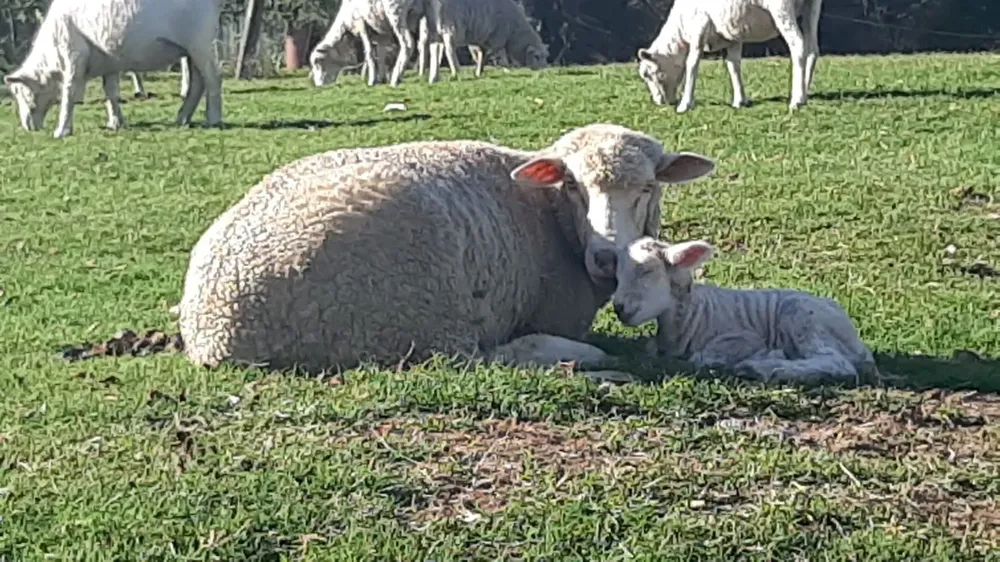 Nacieron tres corderos de ovejas donadas tras un ataque de jauría.