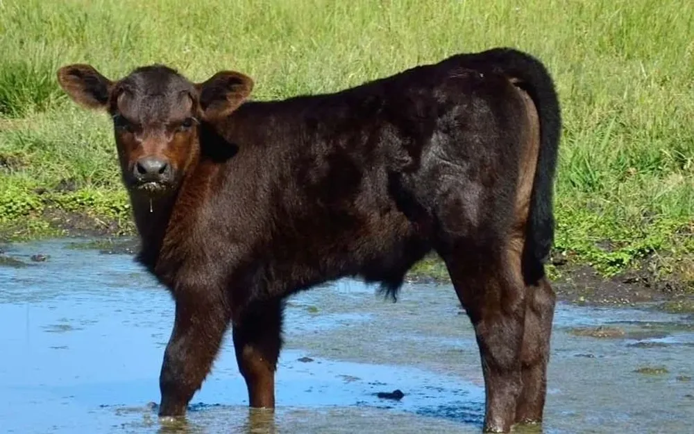 En el quinto Top Angus se ofertará una torada muy funcional