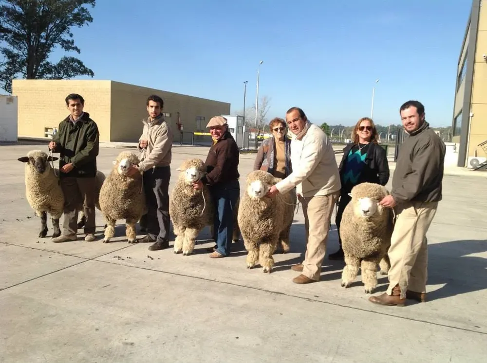 Los cinco carneros exportados a Perú