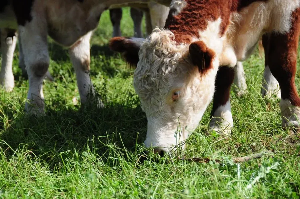 Las existencias ganaderas al cierre de este ejercicio muestran menos terneros.