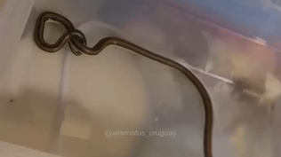 Serpiente culebra de collar&nbsp;