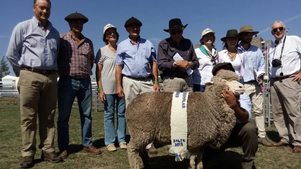 La gran campeona hembra Merino de campo de El Arazá de Aguerre es laureada en la Expo de Salto.