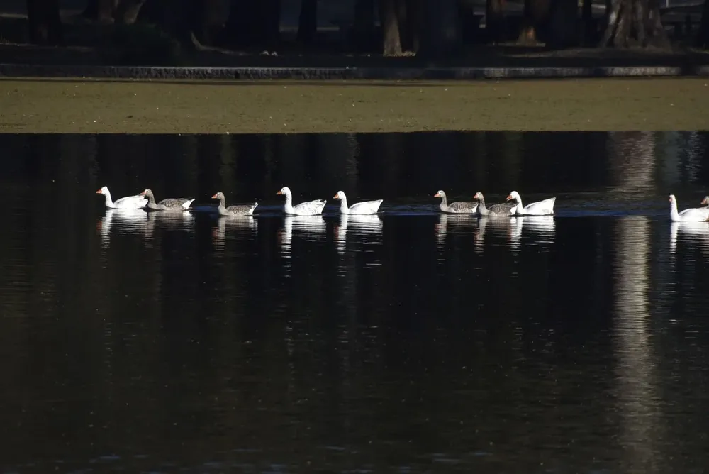 Gansos y patos en el lago del Parque Rivera