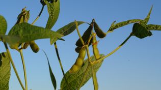 Soja, por lejos, el cultivo que lidera en la agricultura de Uruguay.