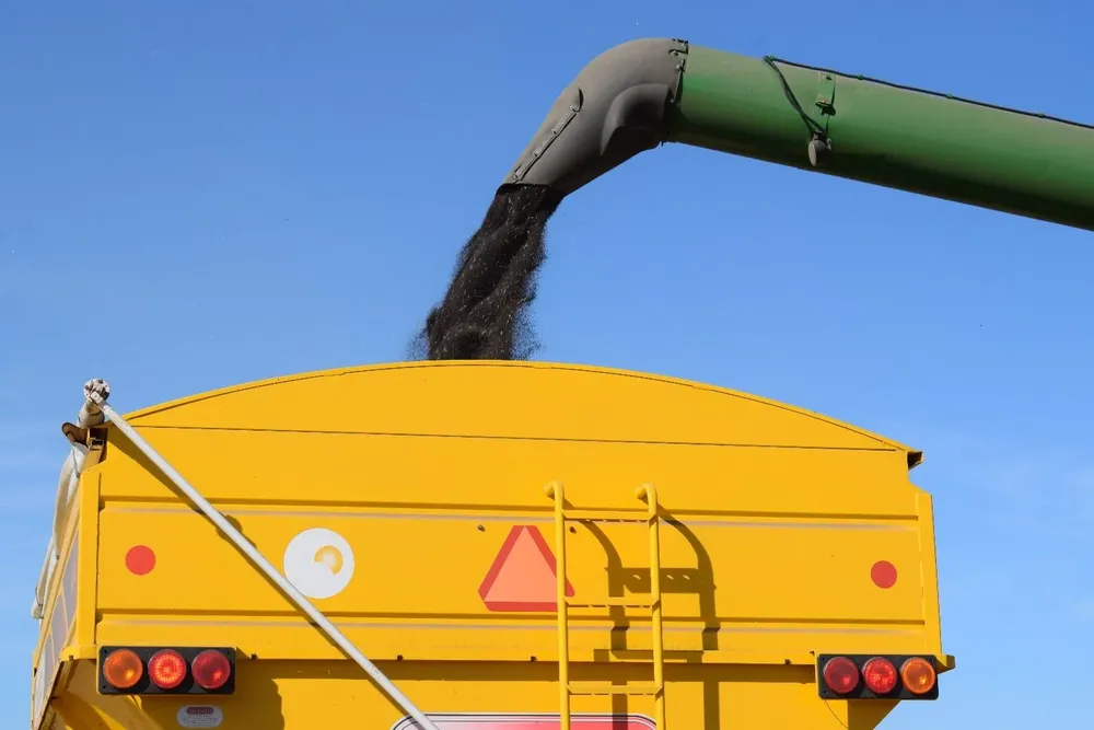 Cosecha de colza, en Uruguay.