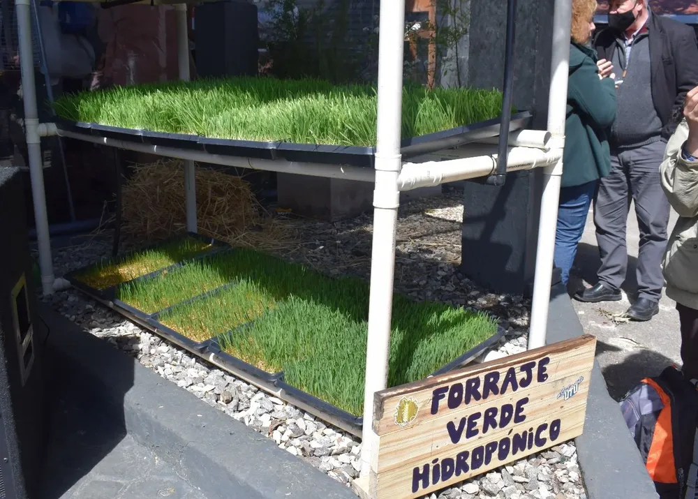 El hidroforraje es trabajado por alumnos de UTU en Rivera.