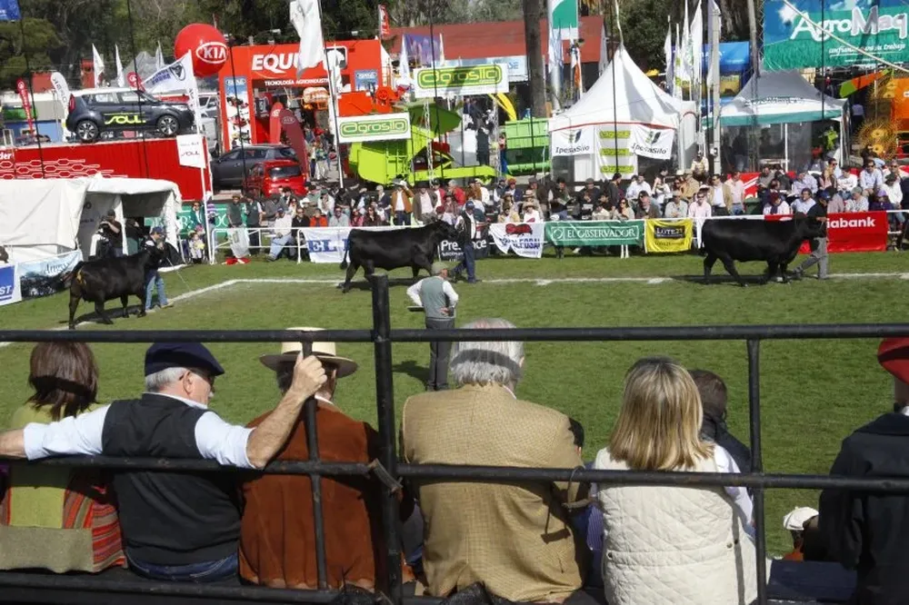 La calificación de hembras Angus se hará el miércoles 13 y el jueves 14 los machos