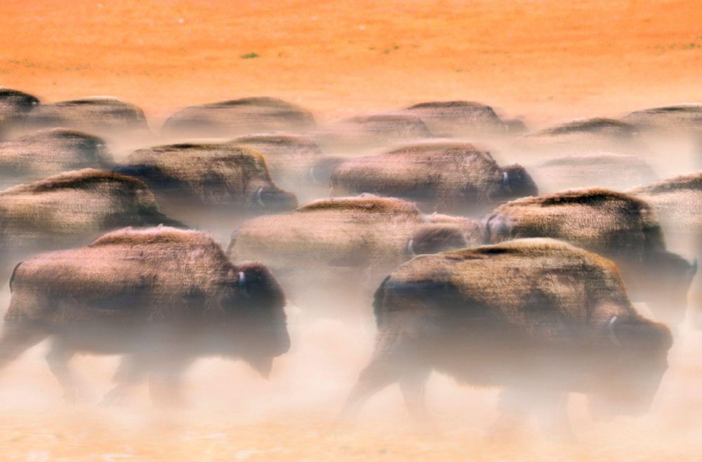 En algún punto de la historia, las praderas de EEUU y Canada las habitaban entre 30 y 60 millones de bisontes.