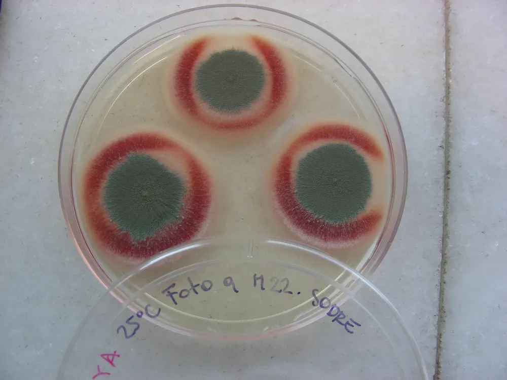Muestra de hongo P.purpurogenum, obtenida de una fotografía del archivo del Sodre
