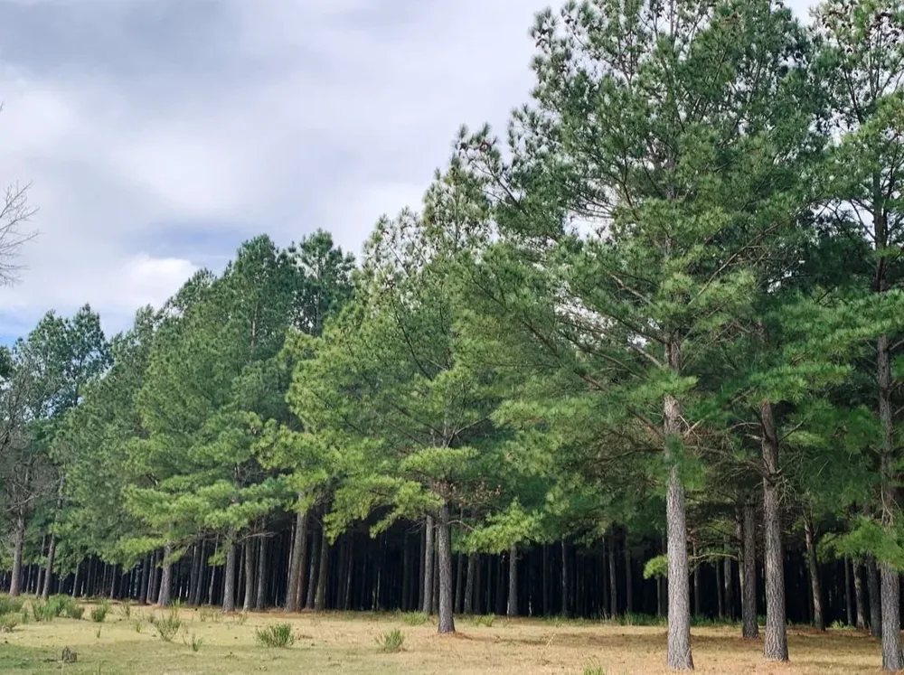 El campo está ubicado en Tacuarembó.
