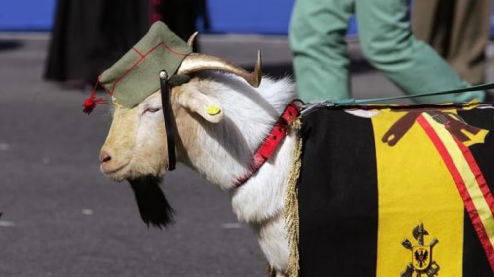 La cabra de la legión en el desfile militar.