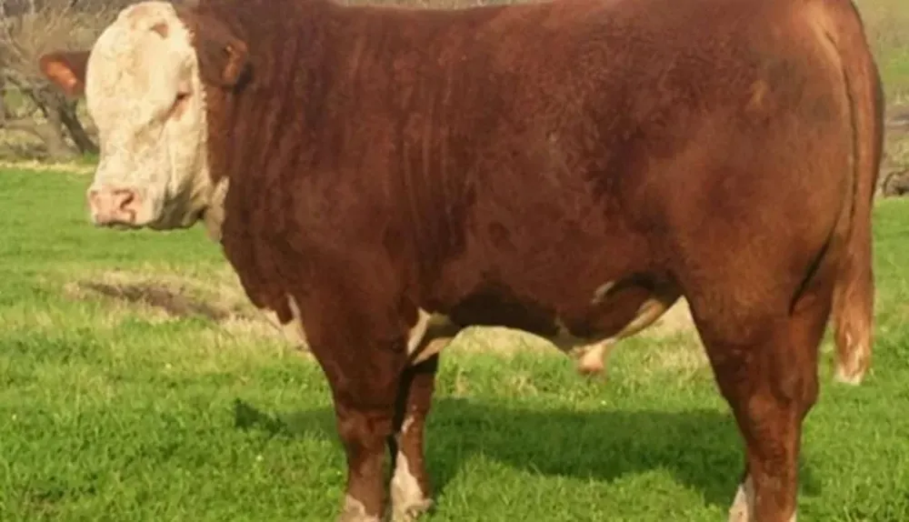 Habrá 50 toros de tres cabañas en Cuchilla de Silvera