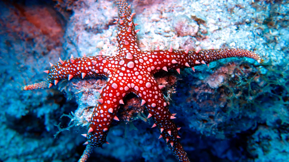 Imagen de una estrella de mar