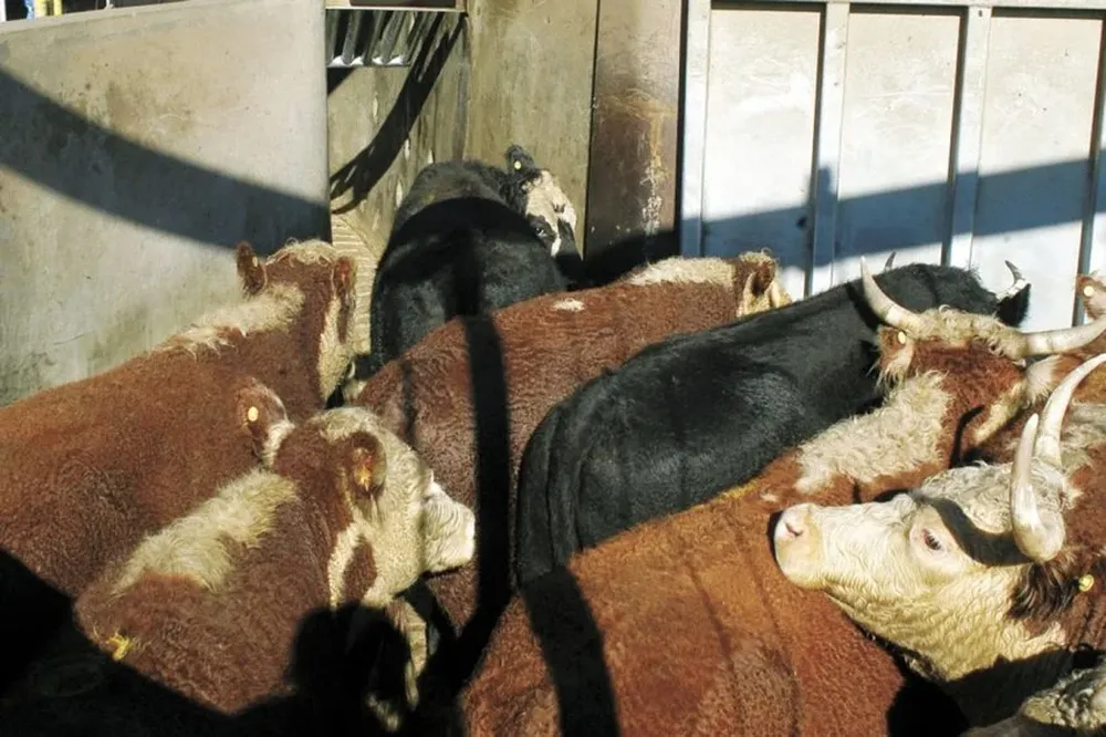 La paralización de dos día no perjudicó la faena bovina