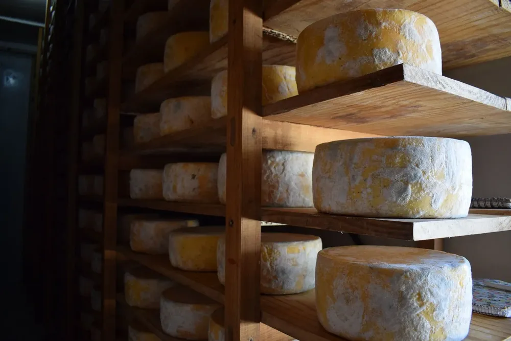 Producción de quesos tipo Colonia.