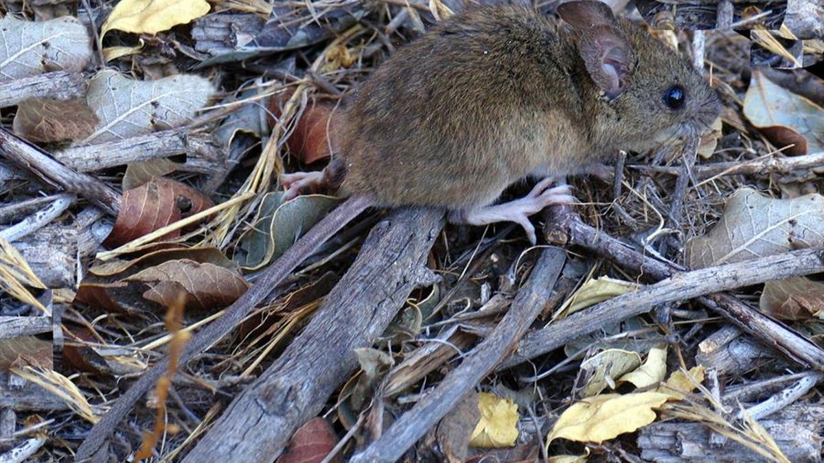 El enigma del ratón colilargo: ¿Podría el responsable del hantavirus ...