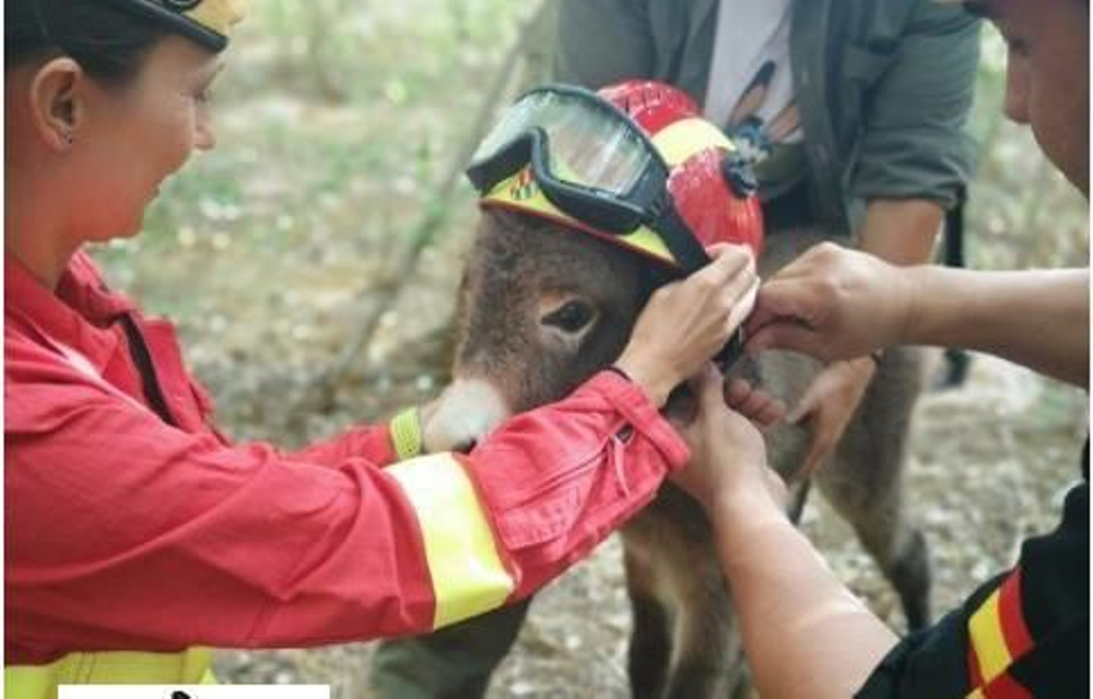 Uno de los integrantes del escuadrón de burros bomberos.&nbsp;