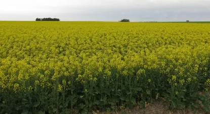 La siembra de cultivos de invierno marcó un récord en la última zafra.