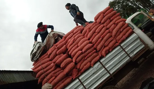 Se exportaron 20 mil kilos hacia Chile, vía terrestre.