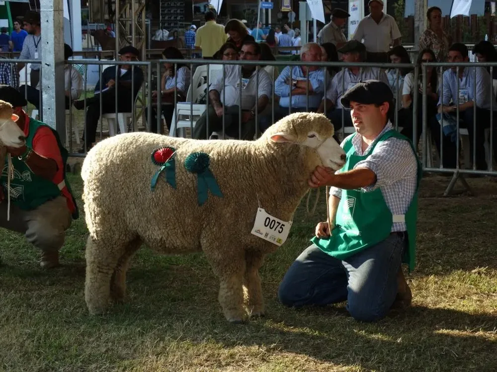 La Reservada Gran Campeona Corriedale