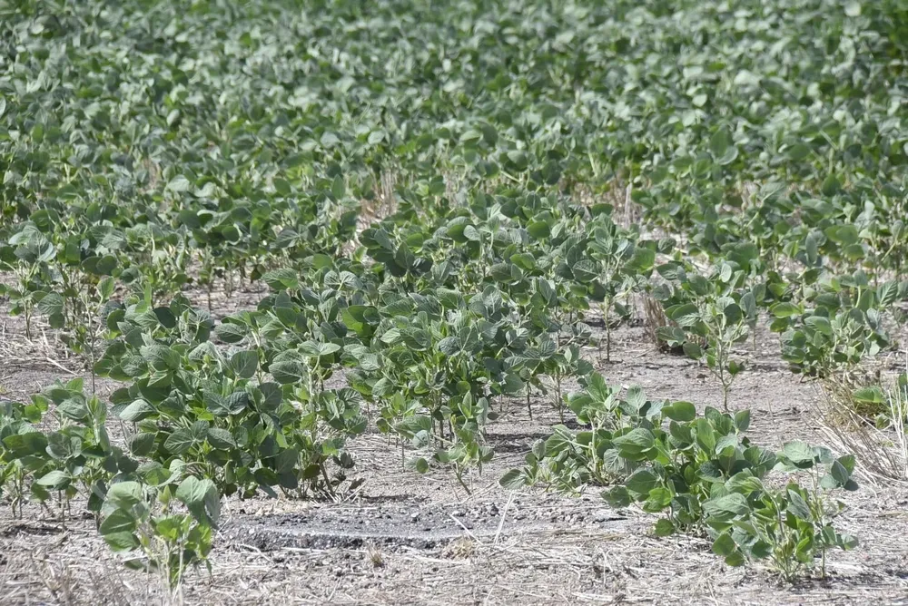 Soja de poco porte por el déficit hídrico.