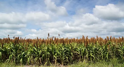 alur extendio el plazo para anotar las intenciones de siembra de sorgo