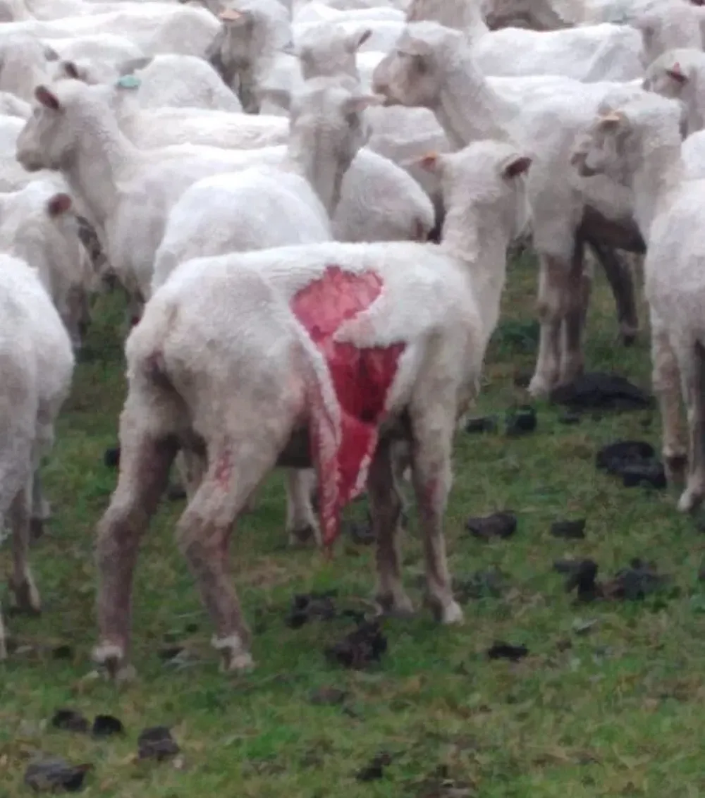 Las ovejas heridas difícilmente se podrán recuperar.