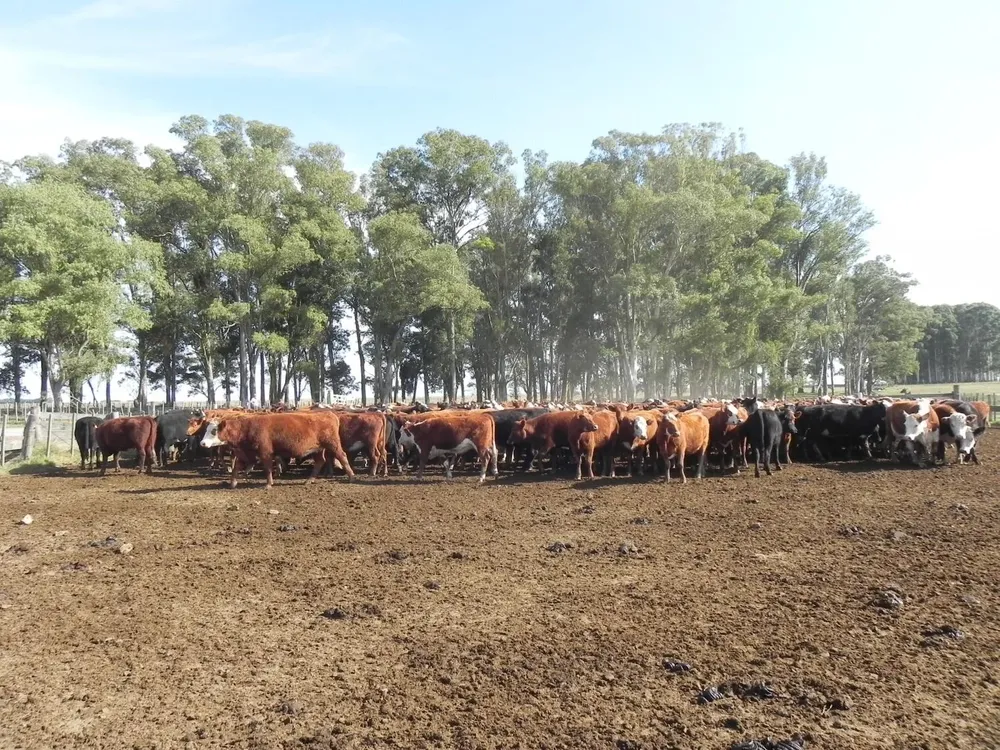 El precio de la hacienda se mantiene en niveles elevados.