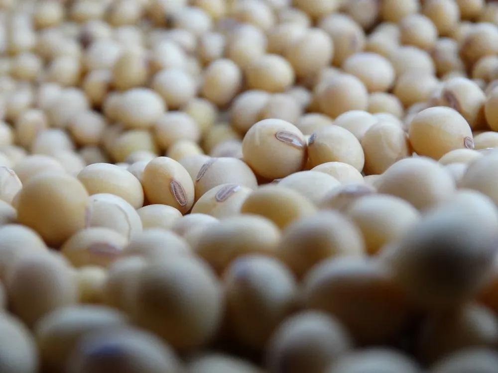 Un buen momento de precios por el grano, a pocas semanas de la cosecha en Uruguay.