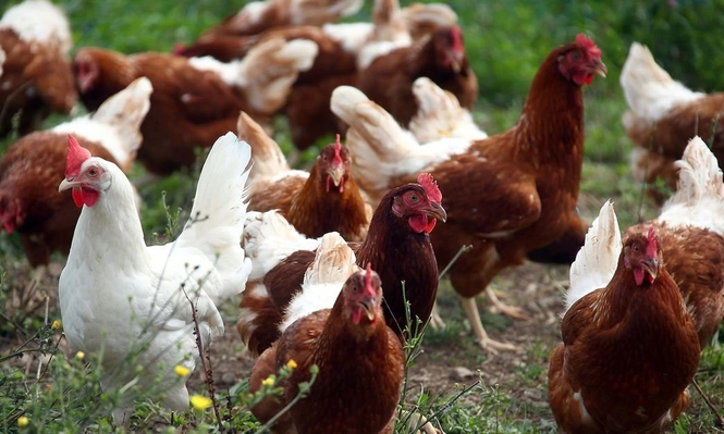 La reapertura es fruto de una misión oficial argentina en Japón que incluyó reuniones con varios ministerios.