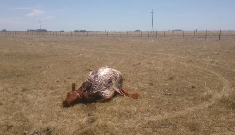 En Salto sacrificaron vacas de pedigri plantel. El abigeato sigue ocurriendo en diferentes puntos del país