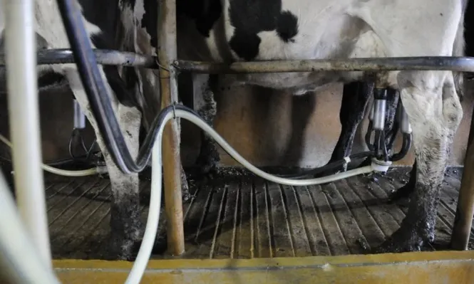 La producción de los tambos está en baja