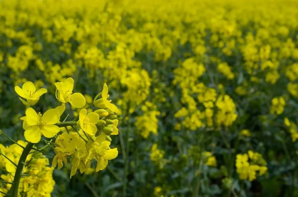 ALUR procura triplicar el uso de canola en su mix de materias primas para producir biodiesel.