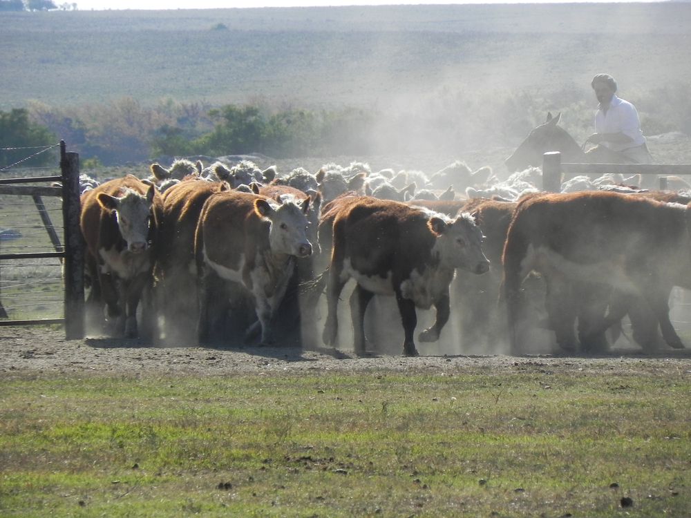 MGAP difundió detalles de una de las medidas de apoyo a los productores.