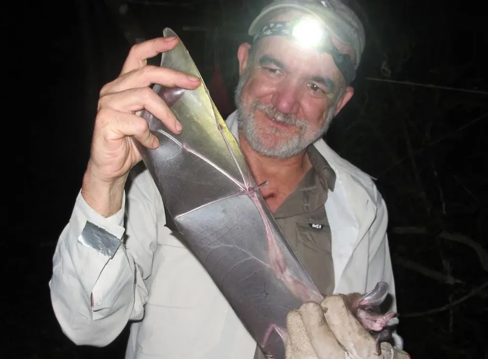 Los murciélagos son vitales en la polinización, la dispersión de semillas y el control de plagas, dice el científico.