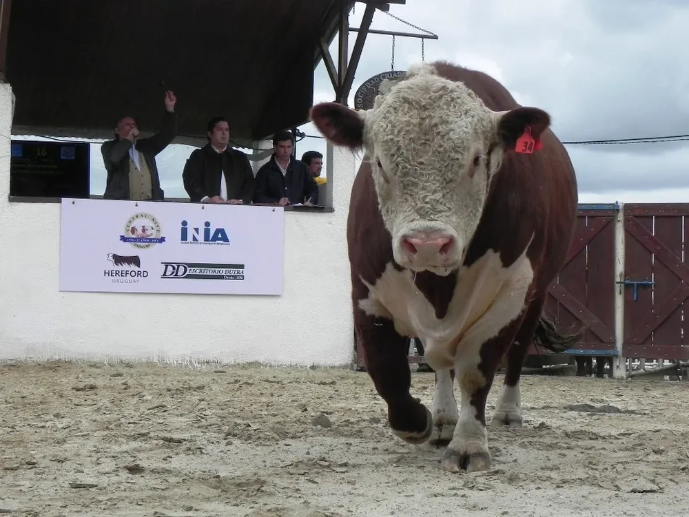 La clásica apertura de la zafra de toros fue la comercialización de los Hereford de Kiyú