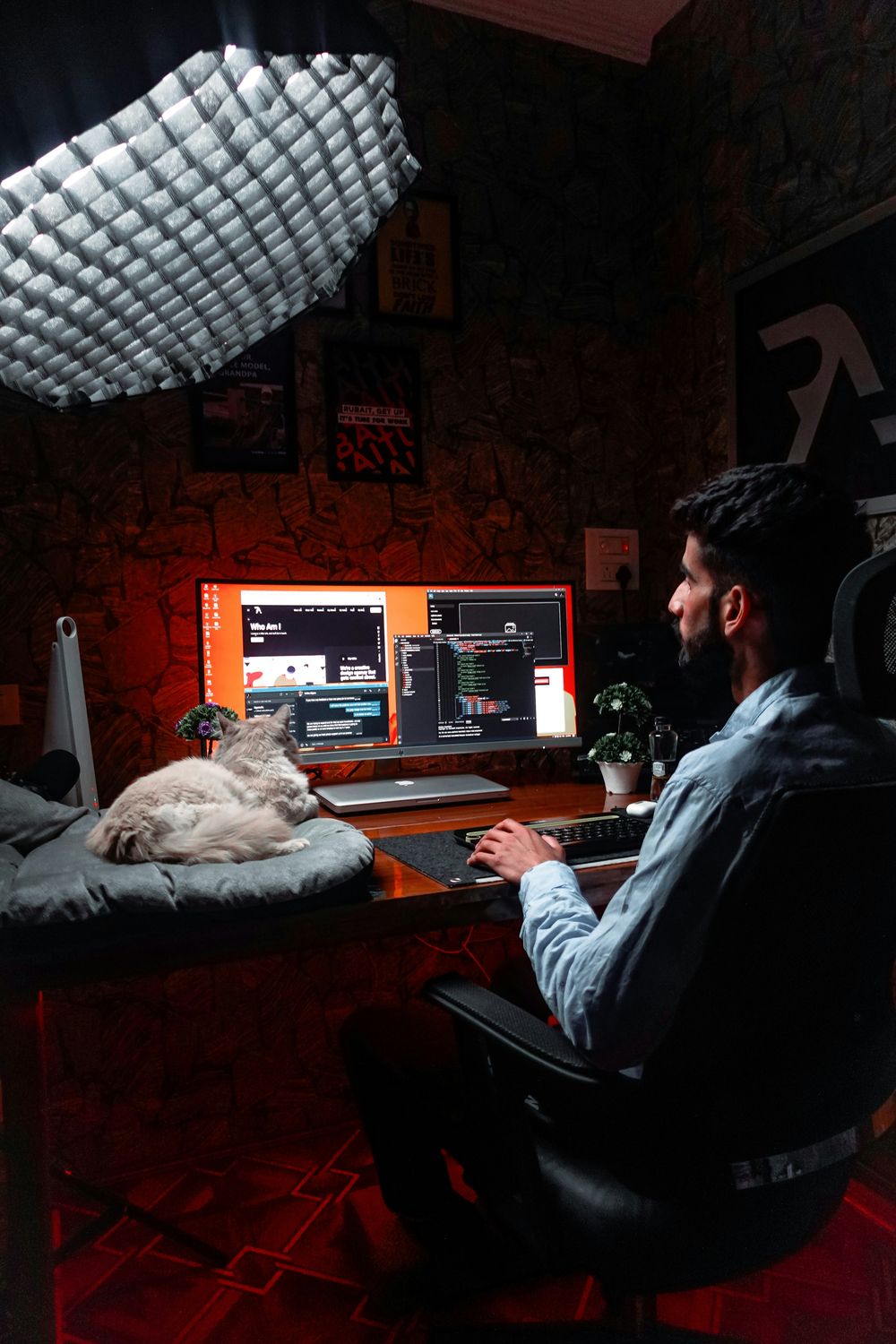 Los gatos pueden recordar y asociar los nombres de sus humanos y compañeros felinos.